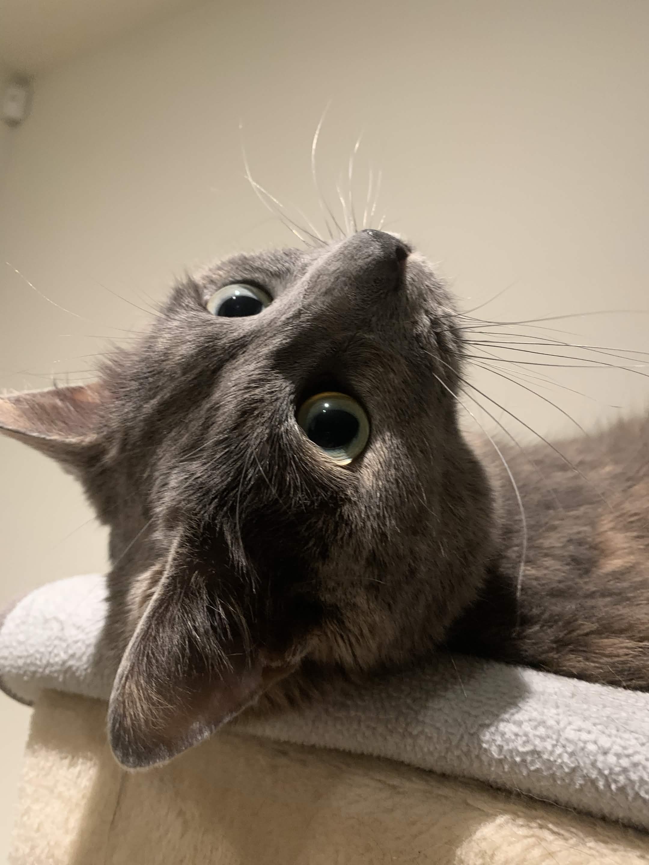 Close-up of a grey cat looking up
