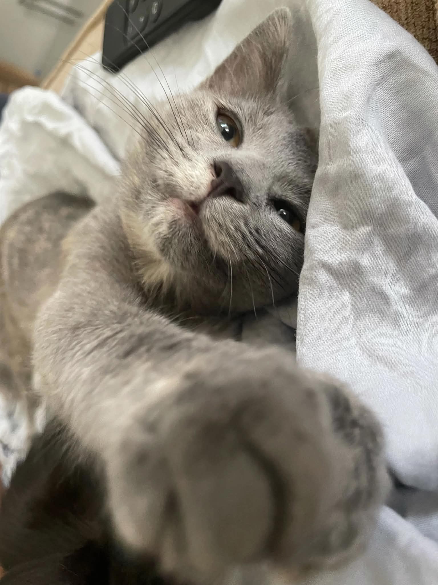 A kitten wrapped in a blanket